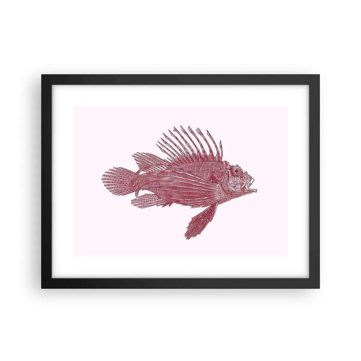 Plakát v černém rámu - Obyvatelka exotických vod - 40x30 cm