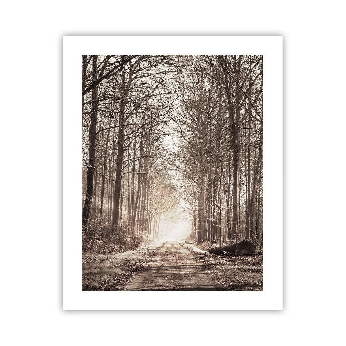 Plakát - Lesní katedrála - 40x50 cm