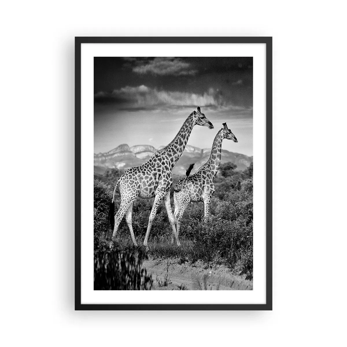 Plakát v černém rámu - Černobílý portrét žiraf na pozadí africké krajiny - 50x70cm - Vyšší kruhy v Africe - Moderní nástěnná dekorace do obývacího pokoje a ložnice ARTTOR