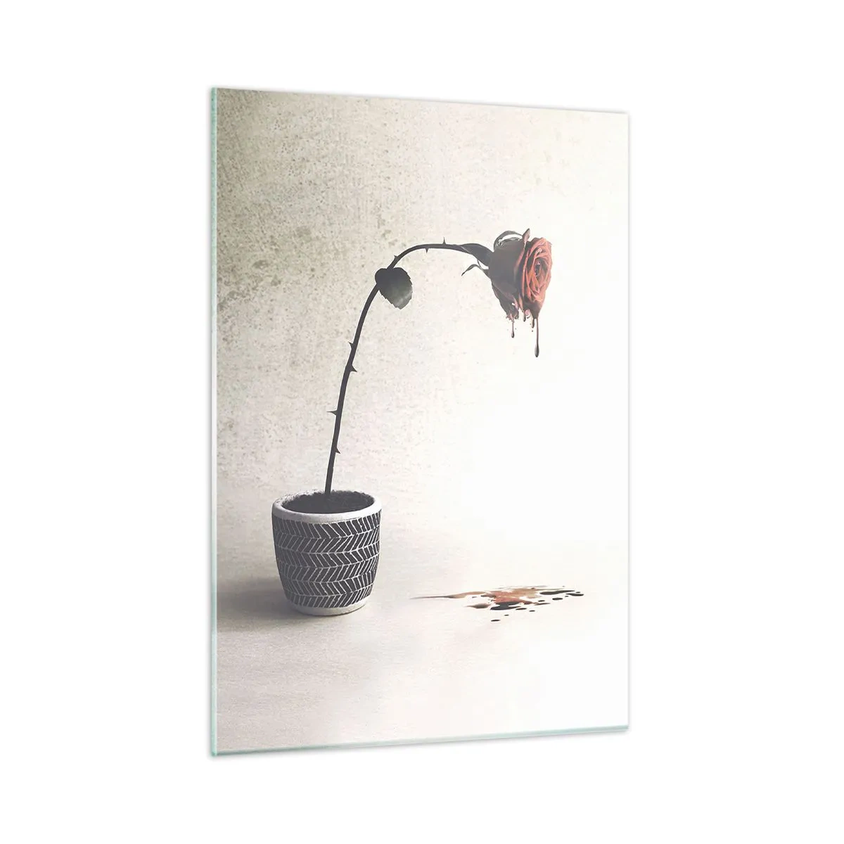 Obraz na skle - Rosa dolorosa - 50x70 cm