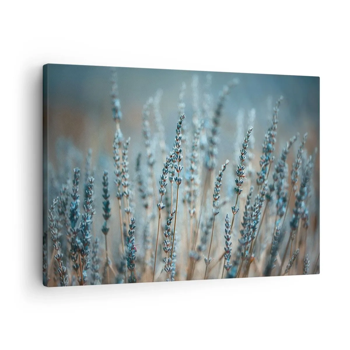 Obraz na plátně - Levandule na poli v jemných pastelových tónech - 70x50cm - Voňavý lán - Moderní nástěnná dekorace do obývacího pokoje a ložnice ARTTOR