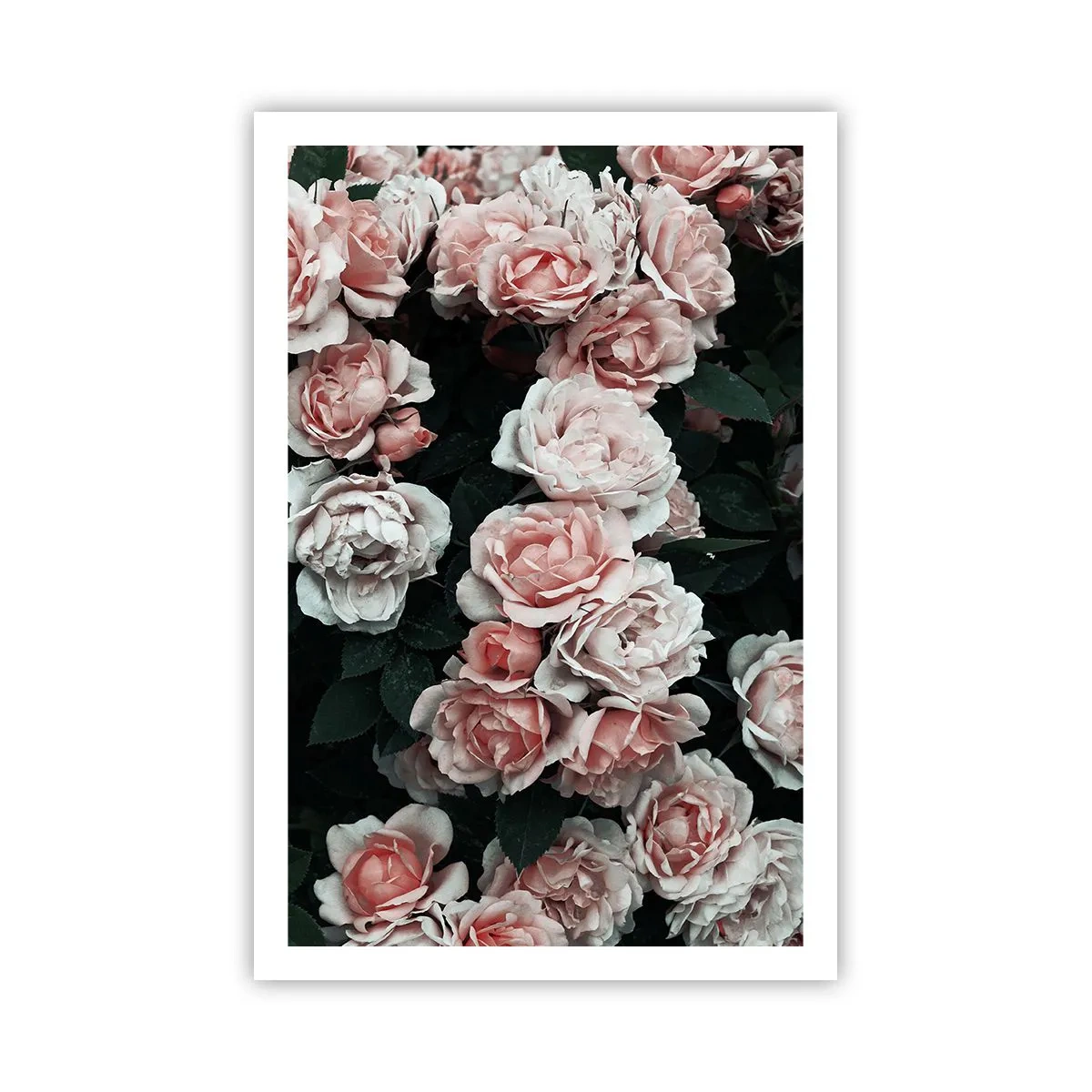 Plakát - Růžový ansámbl - 61x91 cm