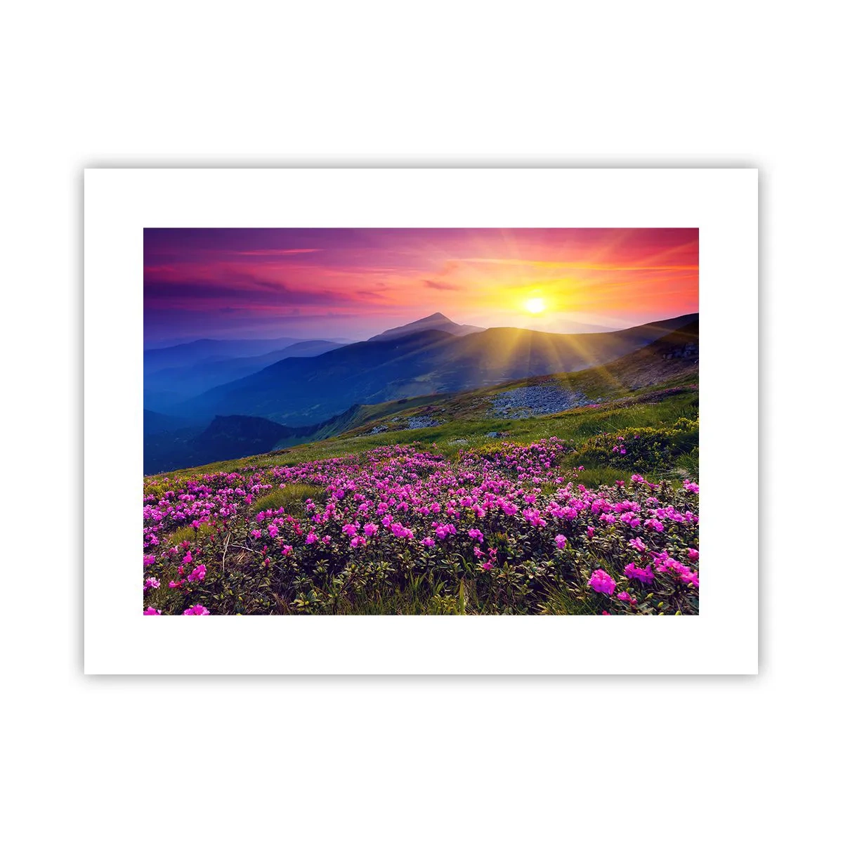 Plakát - …A kolem voní kosodřevina a voní byliny - 40x30 cm