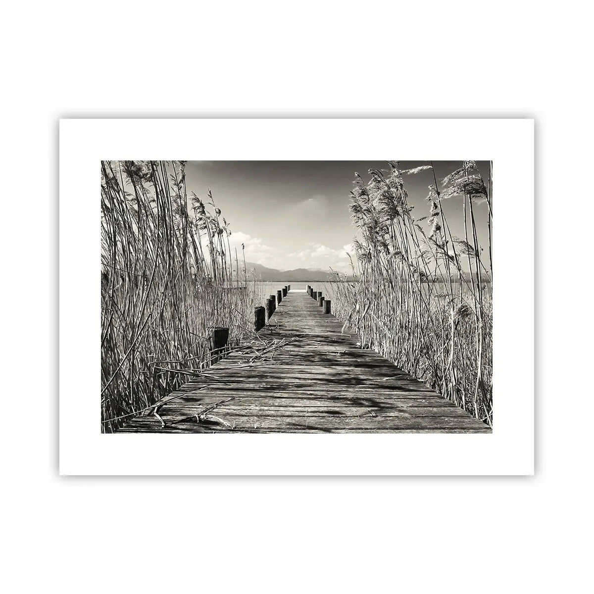 Plakát - V ústraní travin - 40x30 cm