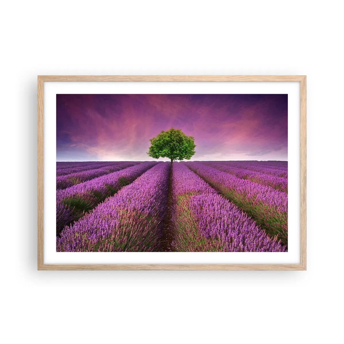 Plakát v rámu světlý dub - Na levandulových polích - 70x50 cm