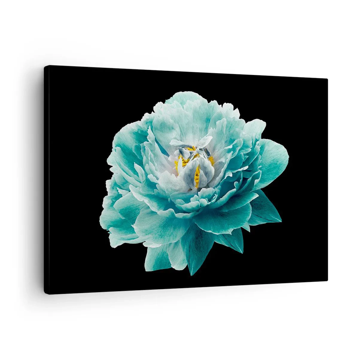 Obraz na plátně - Tyrkysový květ pivoňky na černém pozadí - 70x50cm - Modré a zlaté okvětní lístky - Moderní nástěnná dekorace do obývacího pokoje a ložnice ARTTOR