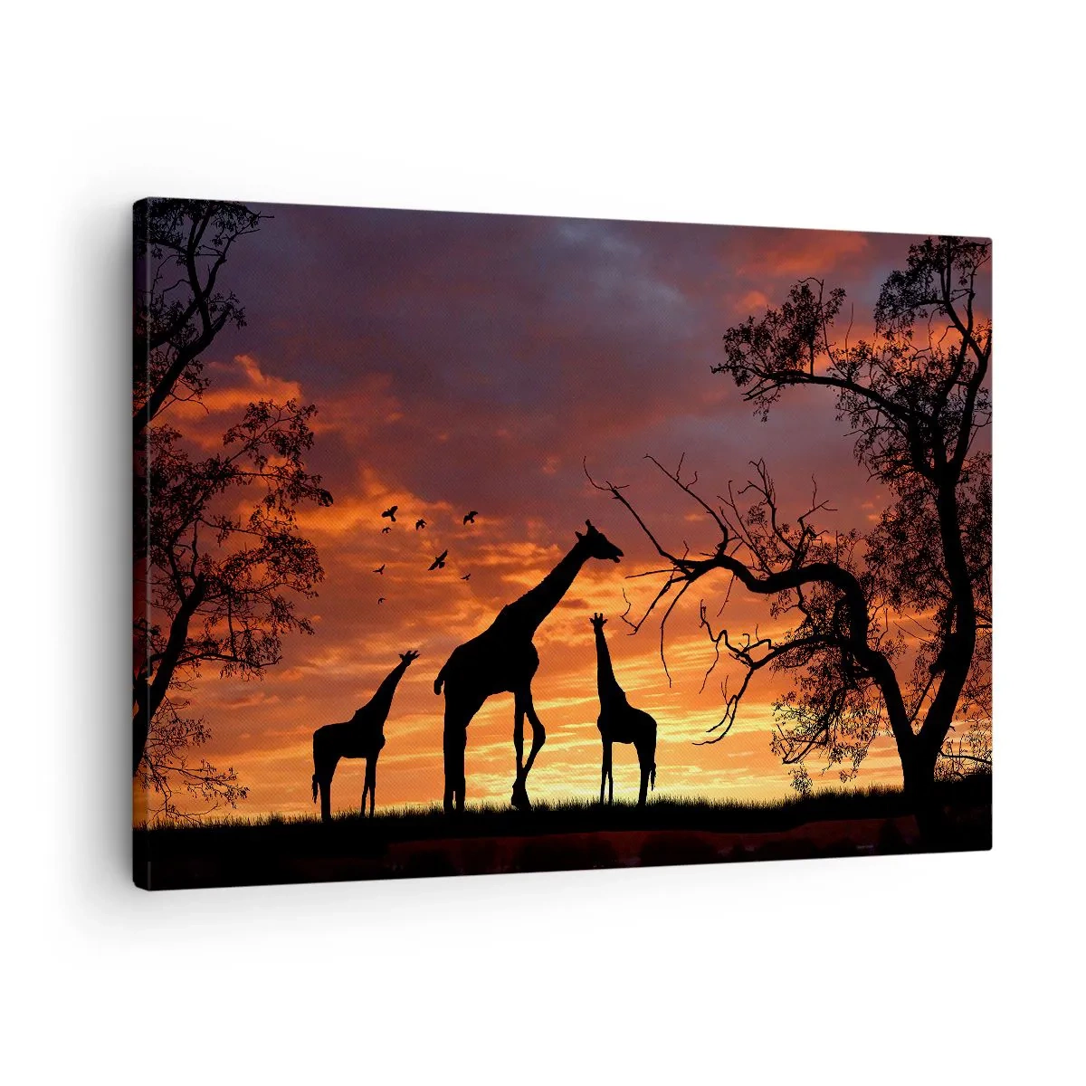 Obraz na plátně - Siluety žiraf na pozadí afrického západu slunce - 70x50cm - Malá večeře v kruhu nejbližších - Moderní nástěnná dekorace do obývacího pokoje a ložnice ARTTOR