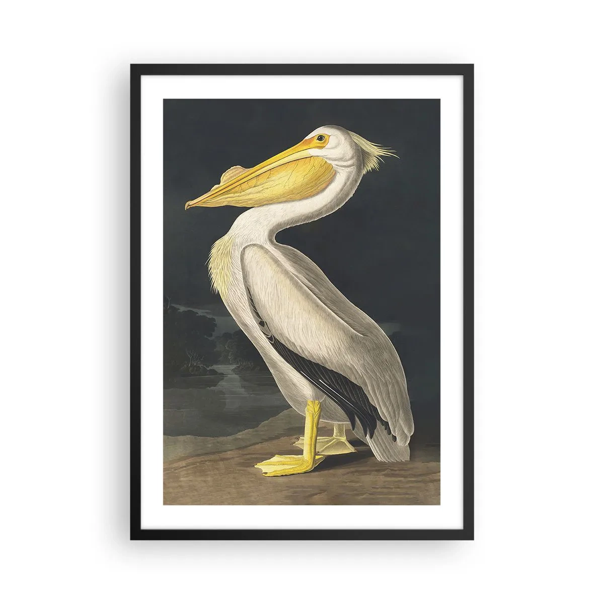 Plakát v černém rámu - Pelikán v klasické ilustraci na tmavém pozadí - 50x70cm - Plný hrdosti - Moderní nástěnná dekorace do obývacího pokoje a ložnice ARTTOR