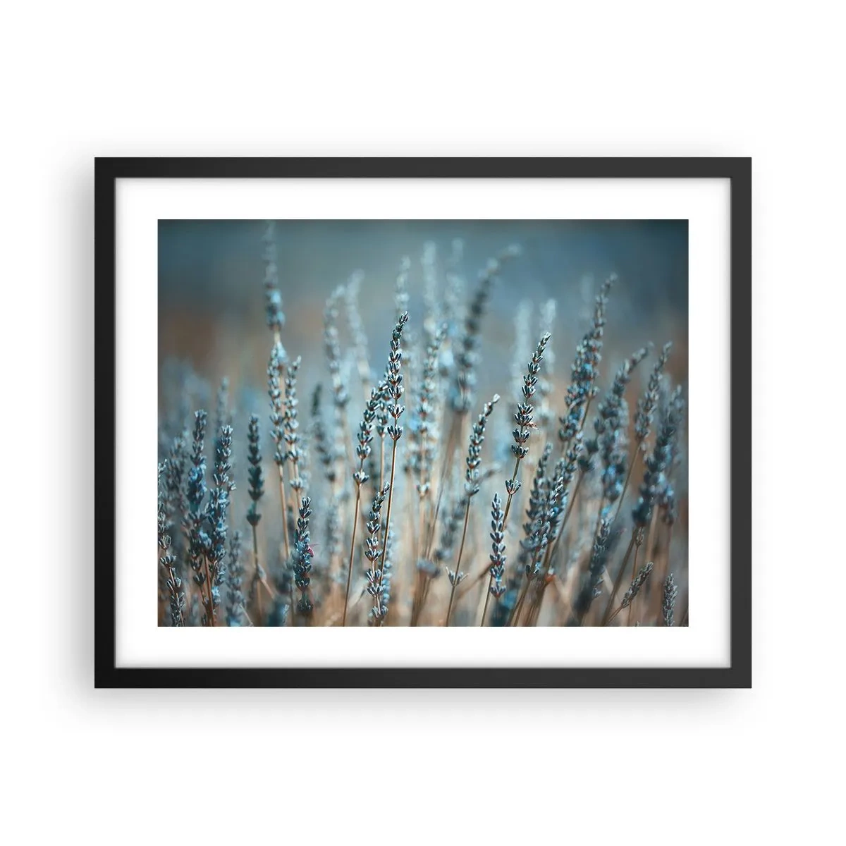 Plakát v černém rámu - Voňavý lán - 50x40 cm