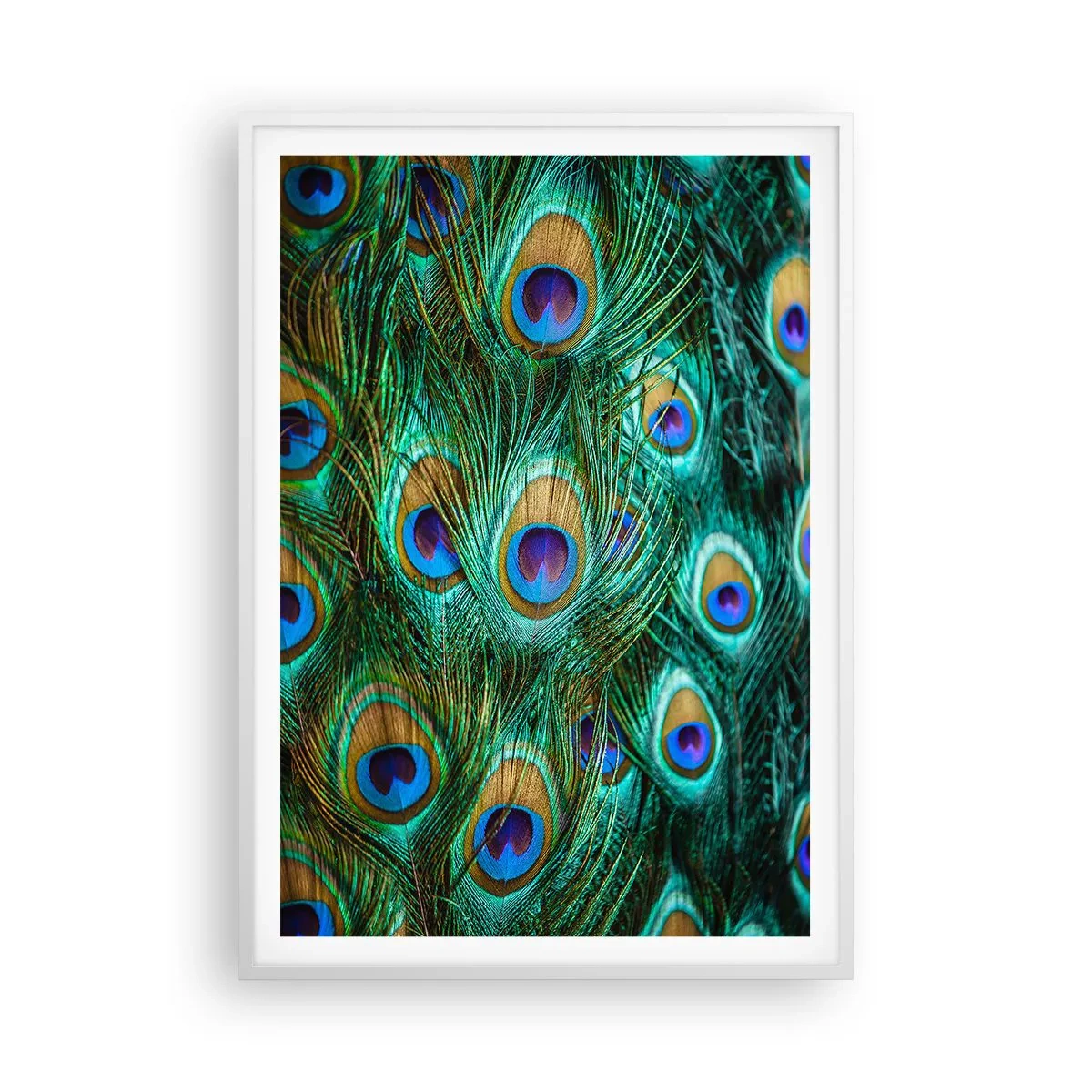 Plakát v bílém rámu - Paví pohled - 70x100 cm