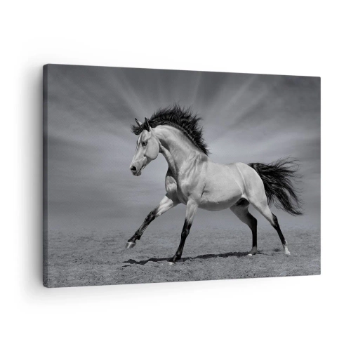 Obraz na plátně - Černobílý kůň v dynamické póze v poušti. - 70x50cm - Zrozen pro potěšení - Moderní nástěnná dekorace do obývacího pokoje a ložnice ARTTOR