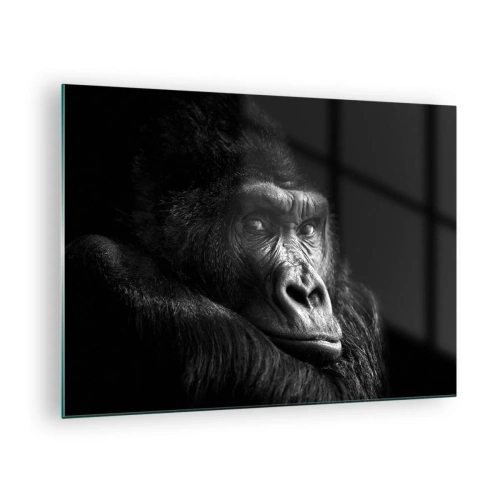 Obraz na skle - Černobílý portrét gorily ve stínu okna - 70x50cm - Na co tak koukáš? - Moderní nástěnná dekorace do obývacího pokoje a ložnice ARTTOR