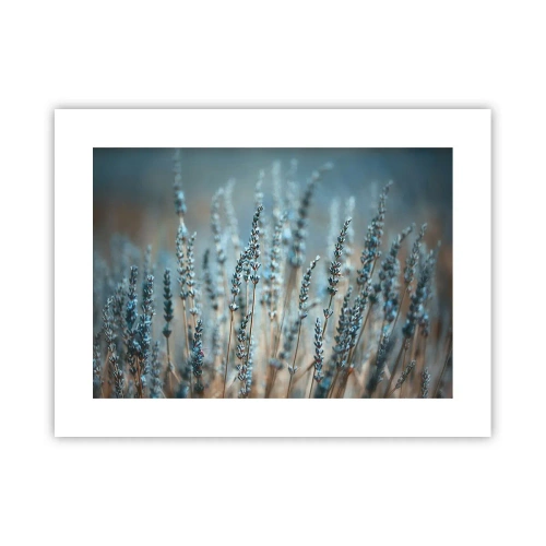 Plakát - Voňavý lán - 40x30 cm