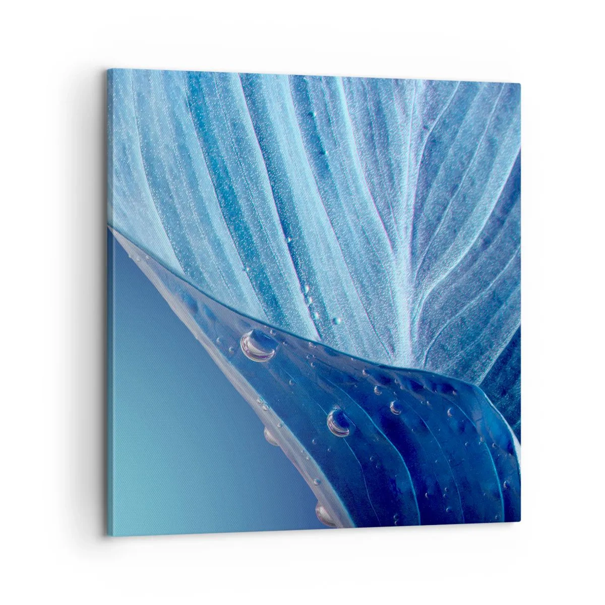 Obraz na plátně - Skryté kapky modři - 60x60 cm