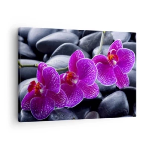 Obraz na plátně - Fialové orchideje na pozadí černých kamenů - 70x50cm - Kameny se rozzářily nadšením - Moderní nástěnná dekorace do obývacího pokoje a ložnice ARTTOR