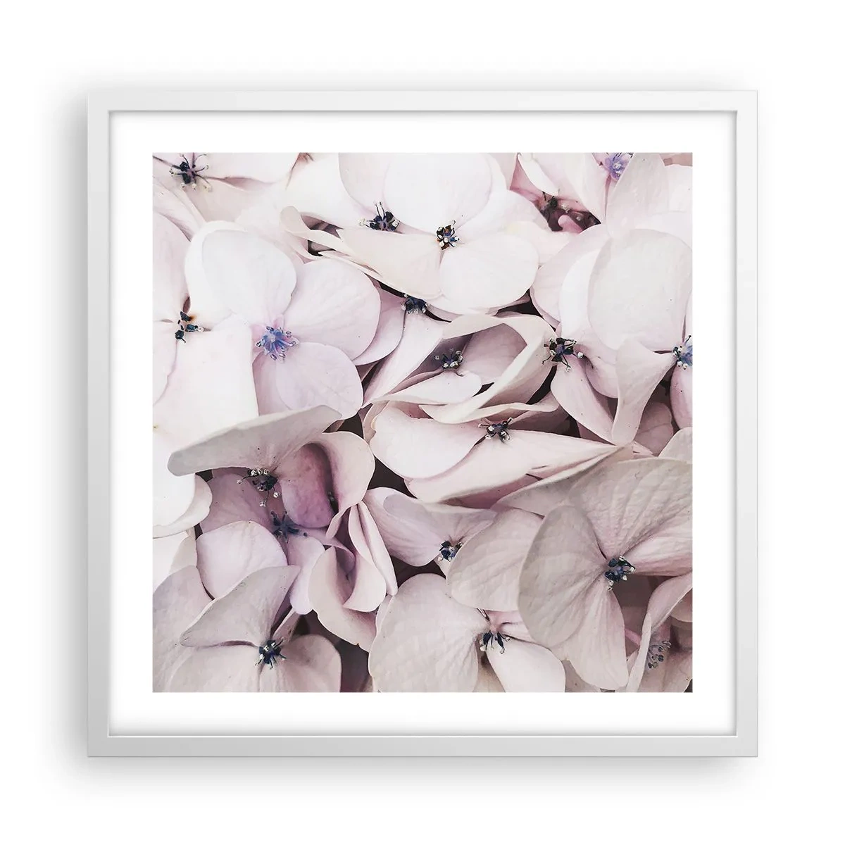 Plakát v bílém rámu - V záplavě květin - 50x50 cm