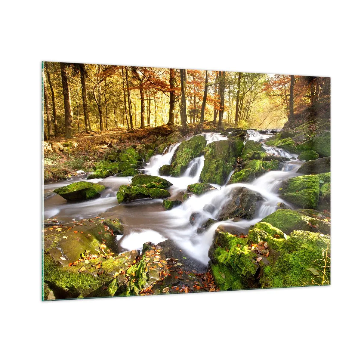 Obraz na skle - Chvatem podzimním lesem - 100x70 cm