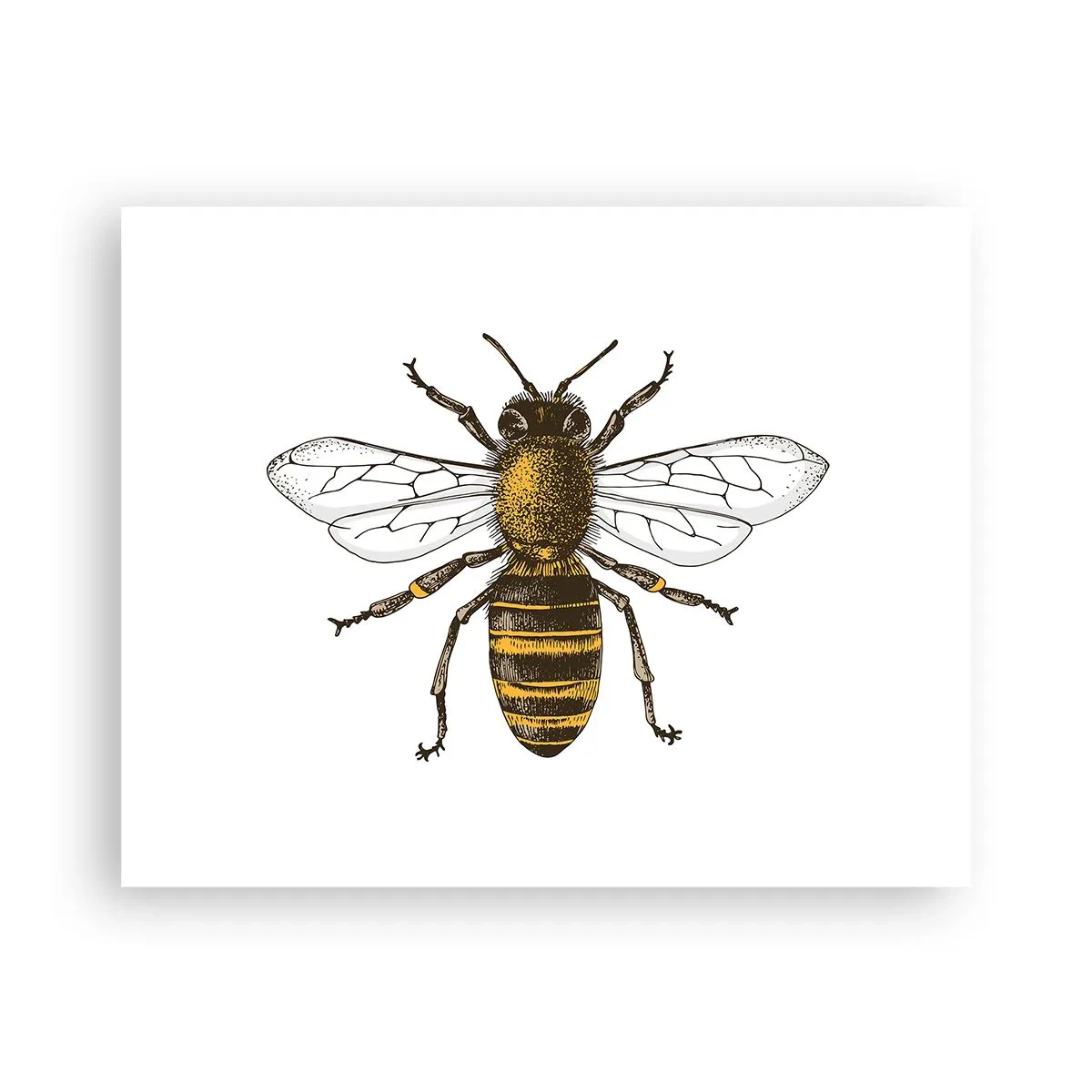 Plakát - Krásná a dobrá - 50x40 cm