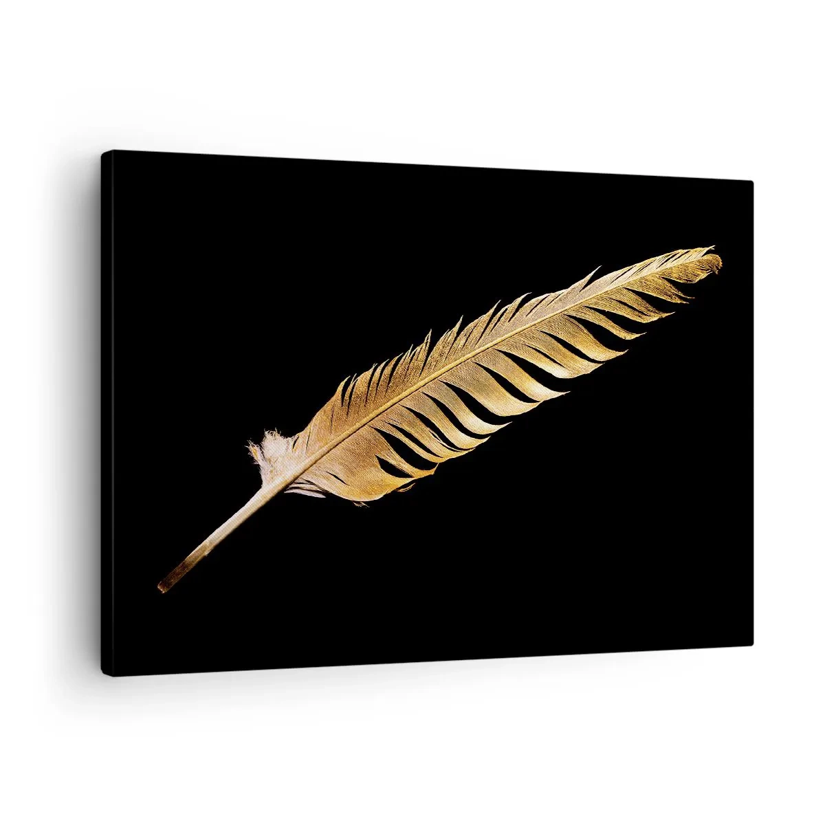 Obraz na plátně - Zlaté pírko na černém pozadí - 70x50cm - Krásne peříčko… - Moderní nástěnná dekorace do obývacího pokoje a ložnice ARTTOR