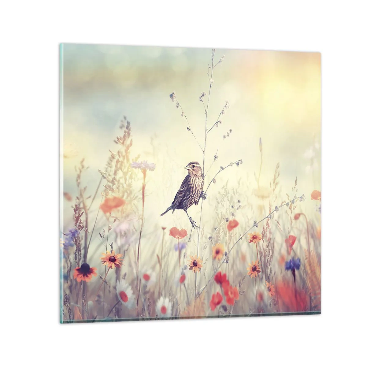 Obraz na skle - Portrét ptáka s loukou v pozadí - 50x50 cm