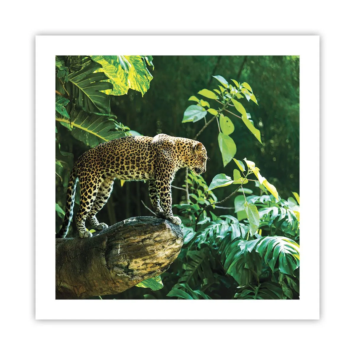 Plakát - Na lov? - 50x50 cm