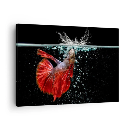 Obraz na plátně - Nádherná betta ve vodě na tmavém pozadí - 70x50cm - Máš tři přání - Moderní nástěnná dekorace do obývacího pokoje a ložnice ARTTOR