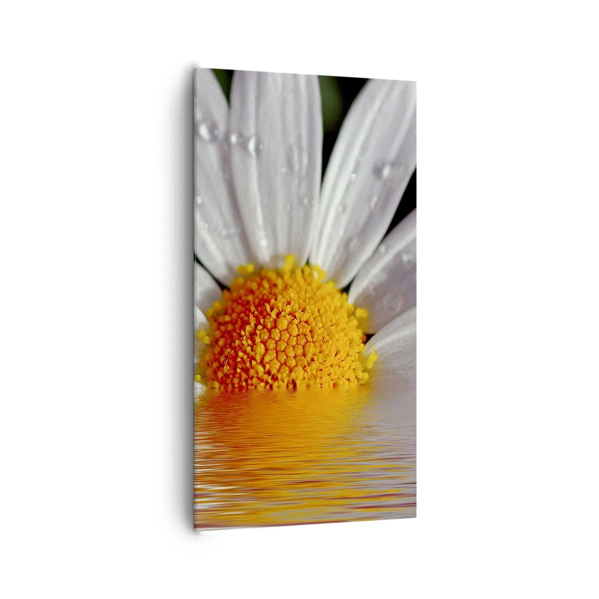 Obraz na plátně - Vycházející slunce sedmikrásky - 65x120 cm