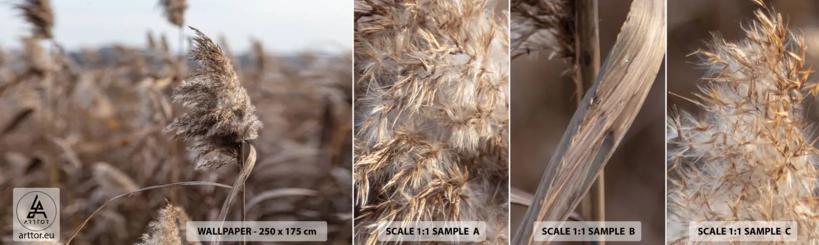 Fototapeta Vzorek Standard Eco - Čas odletět s větrem - Louka, Pampasová tráva, Příroda - 100x30 cm