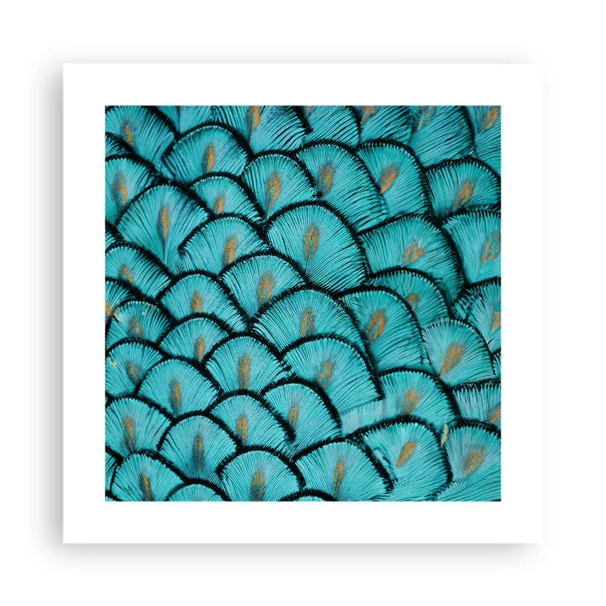 Plakát - Velká slavnost peří - 40x40 cm