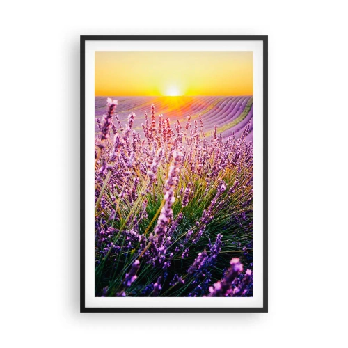 Plakát v černém rámu - Voňavý lán - 61x91 cm