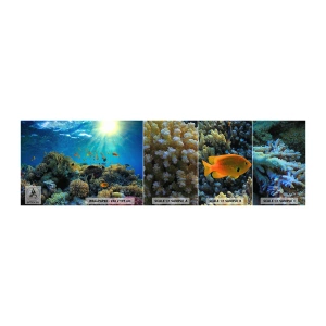 Fototapeta Vzorek Standard Eco - Podvodní poklady - korálový útes, Oceán, Námořní - 100x30 cm
