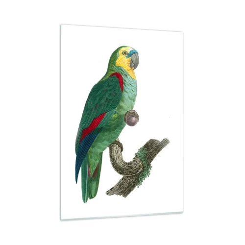 Obraz na skle - Portrét papouška - 50x70 cm