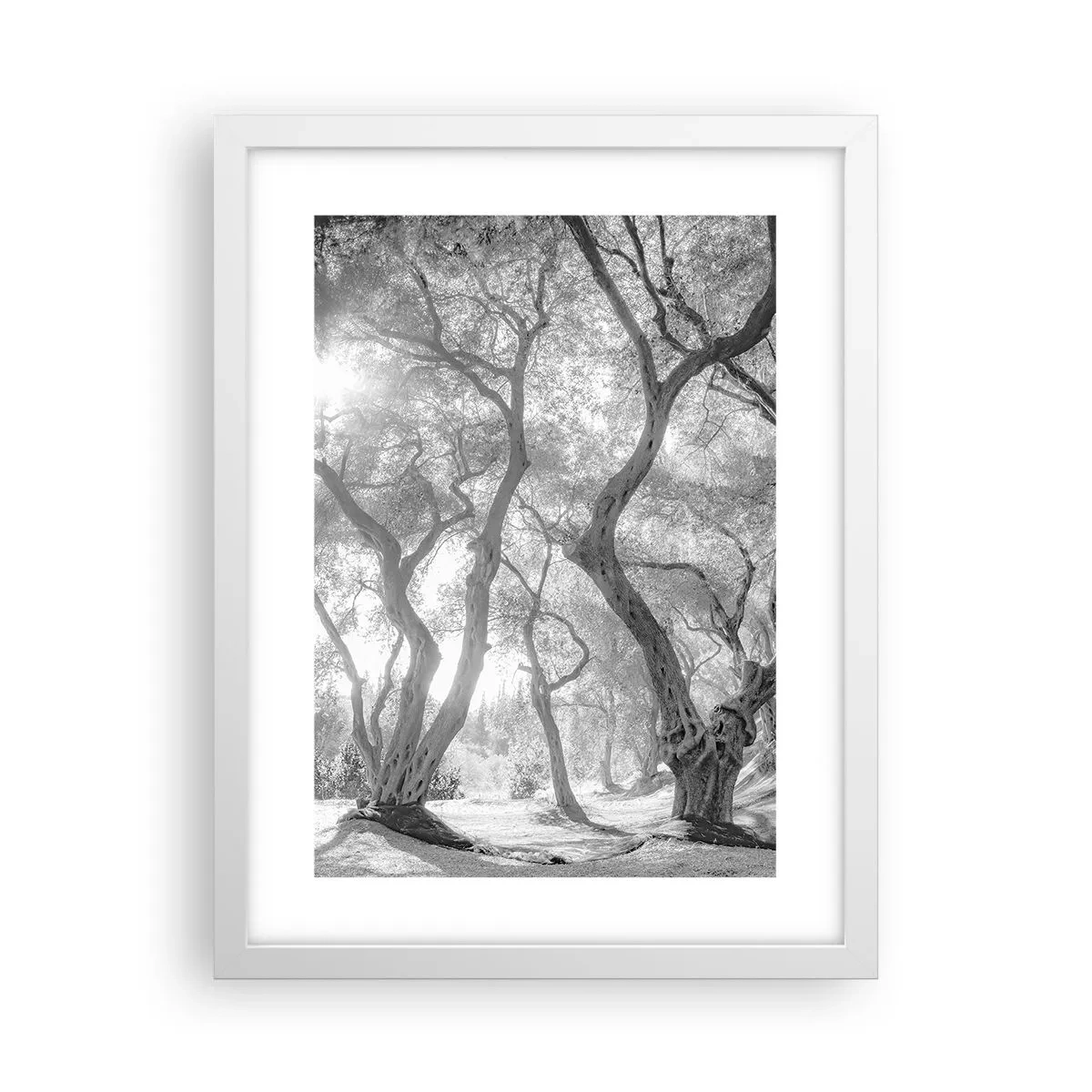 Plakát v bílém rámu - V olivovém háji - 30x40 cm