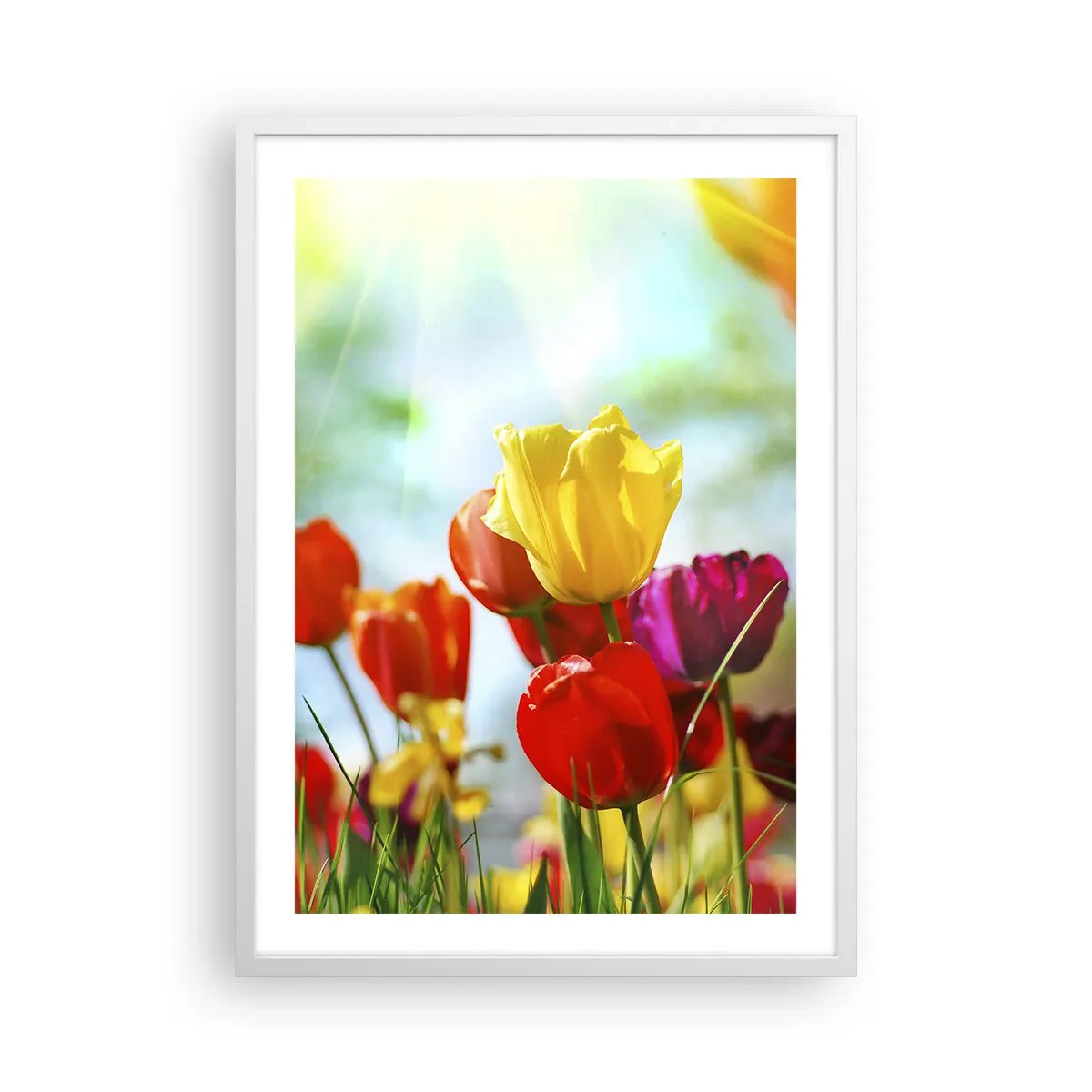 Plakát v bílém rámu - Všechny barvy slunce - 50x70 cm