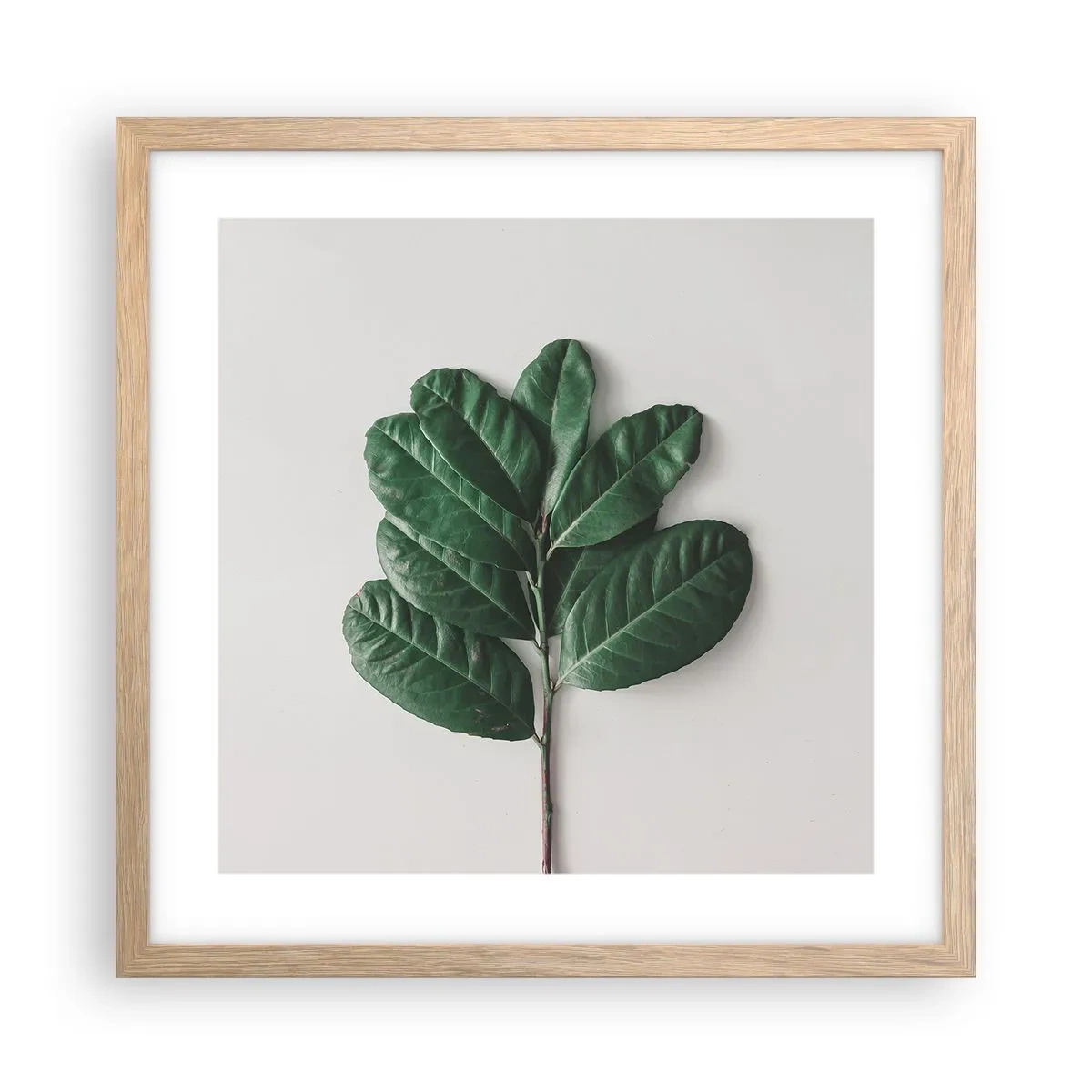 Plakát v rámu světlý dub - Kresba samotné přírody - 40x40 cm