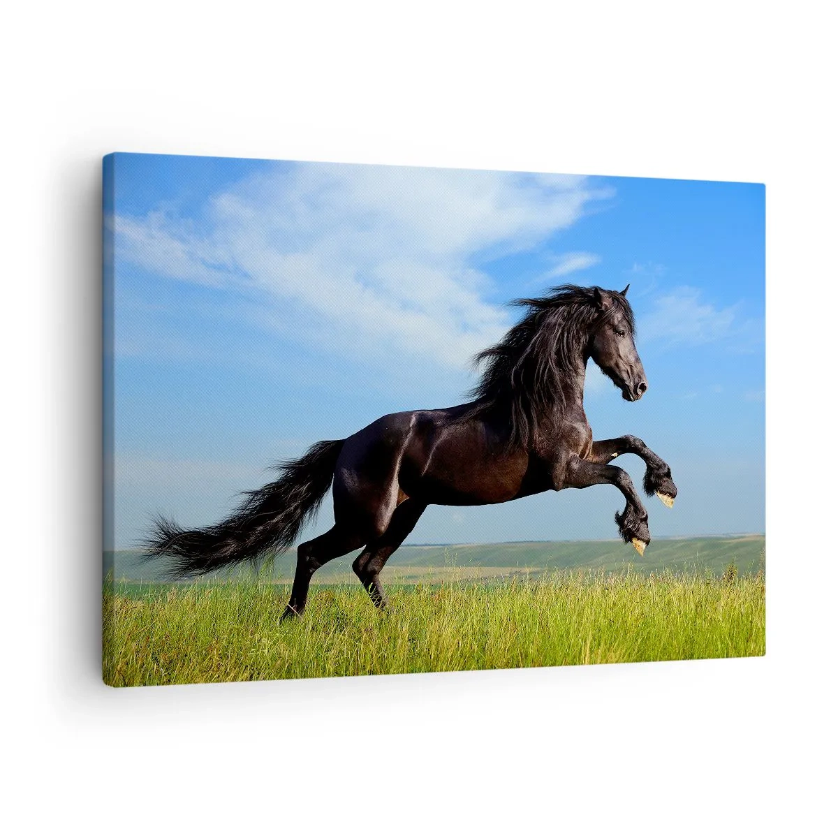 Obraz na plátně - Černý kůň běžící proti modré obloze a zelené louce - 70x50cm - Strhující manifest svobody - Moderní nástěnná dekorace do obývacího pokoje a ložnice ARTTOR