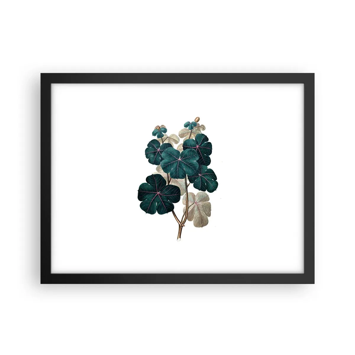 Plakát v černém rámu - Ze starého herbáře - 40x30 cm