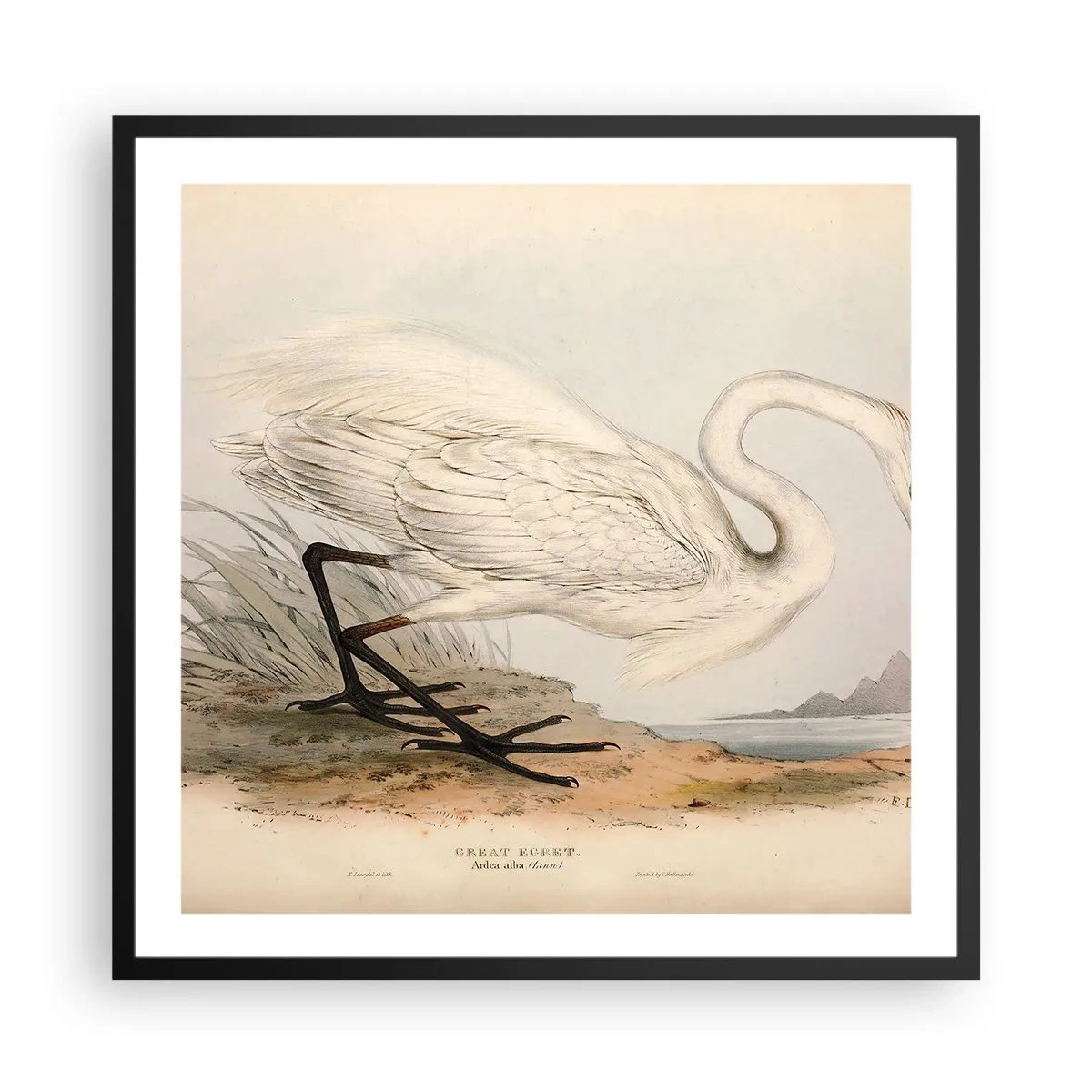 Plakát v černém rámu - Paní rákosin - 60x60 cm