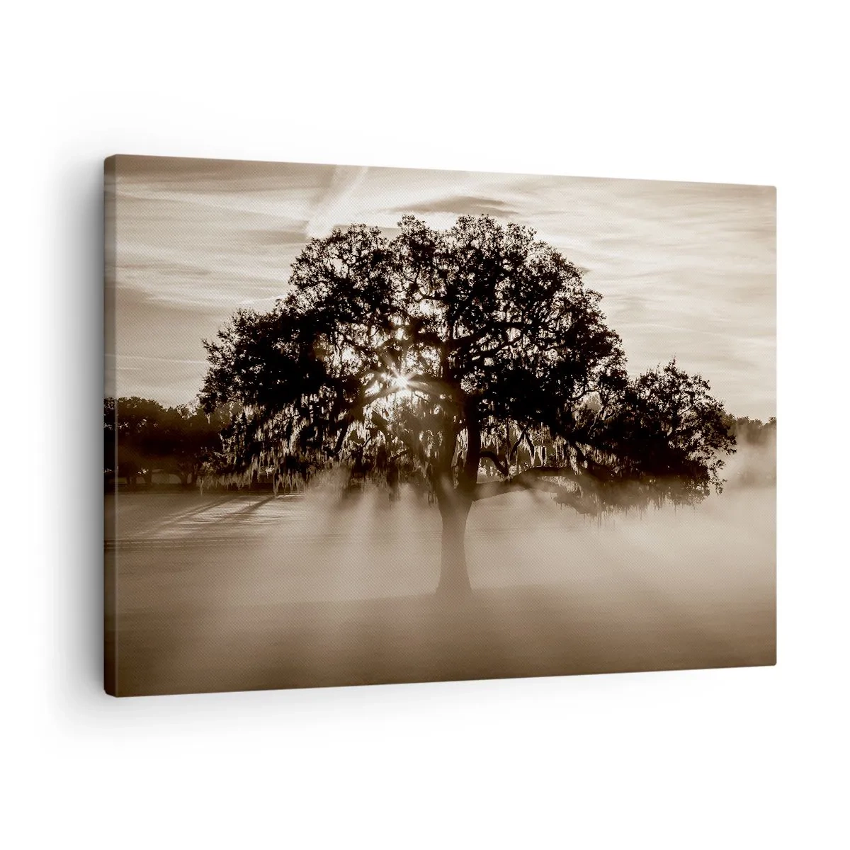 Obraz na plátně - Paprsky slunce prosvítající osamělým stromem - 70x50cm - Strom zpráv samotného dobra - Moderní nástěnná dekorace do obývacího pokoje a ložnice ARTTOR