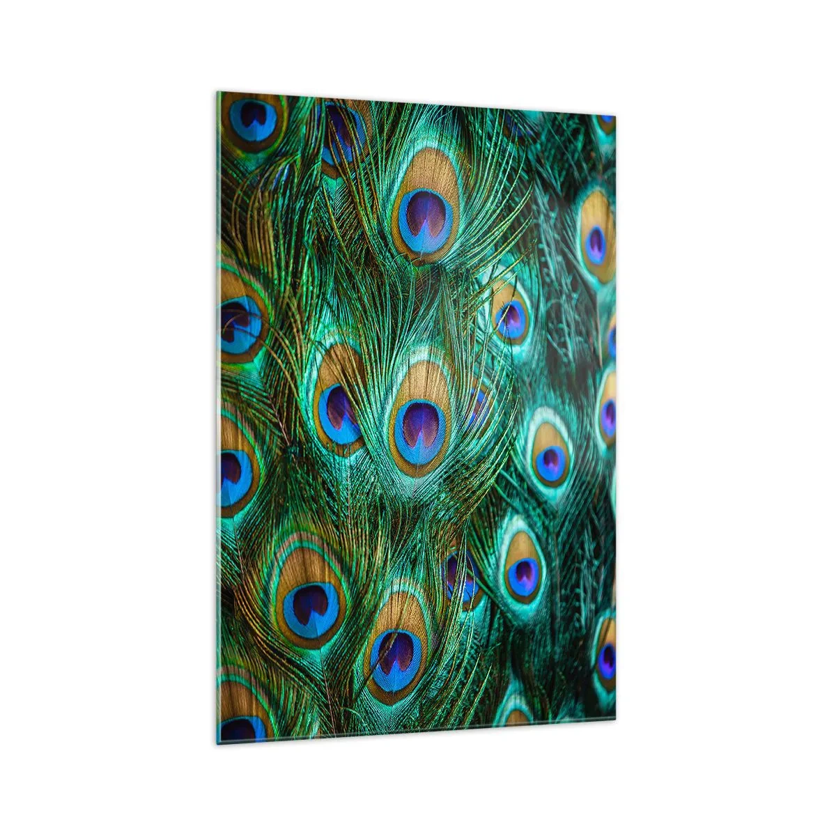 Obraz na skle - Paví pohled - 70x100 cm