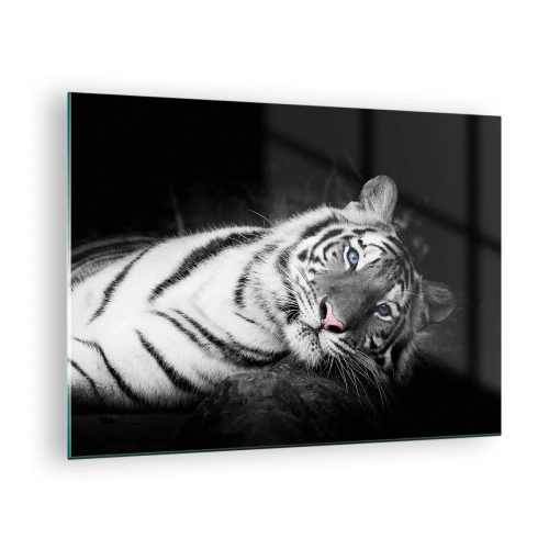 Obraz na skle - Bílý tygr s modrýma očima v černobílém prostředí - 70x50cm - Divočina a klid - Moderní nástěnná dekorace do obývacího pokoje a ložnice ARTTOR