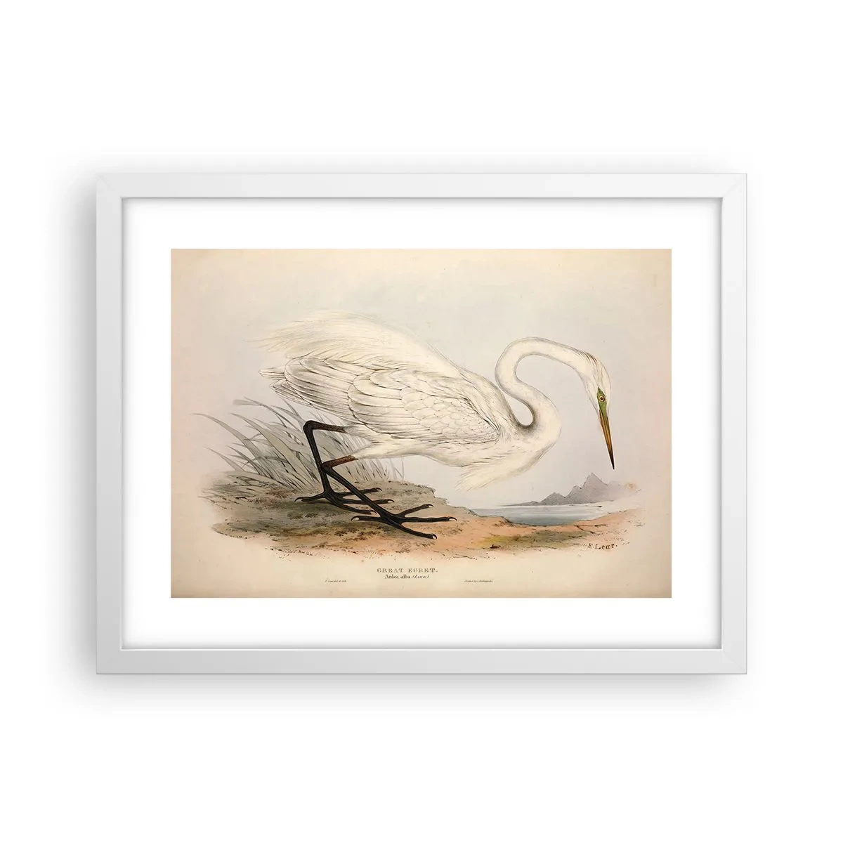 Plakát v bílém rámu - Paní rákosin - 40x30 cm