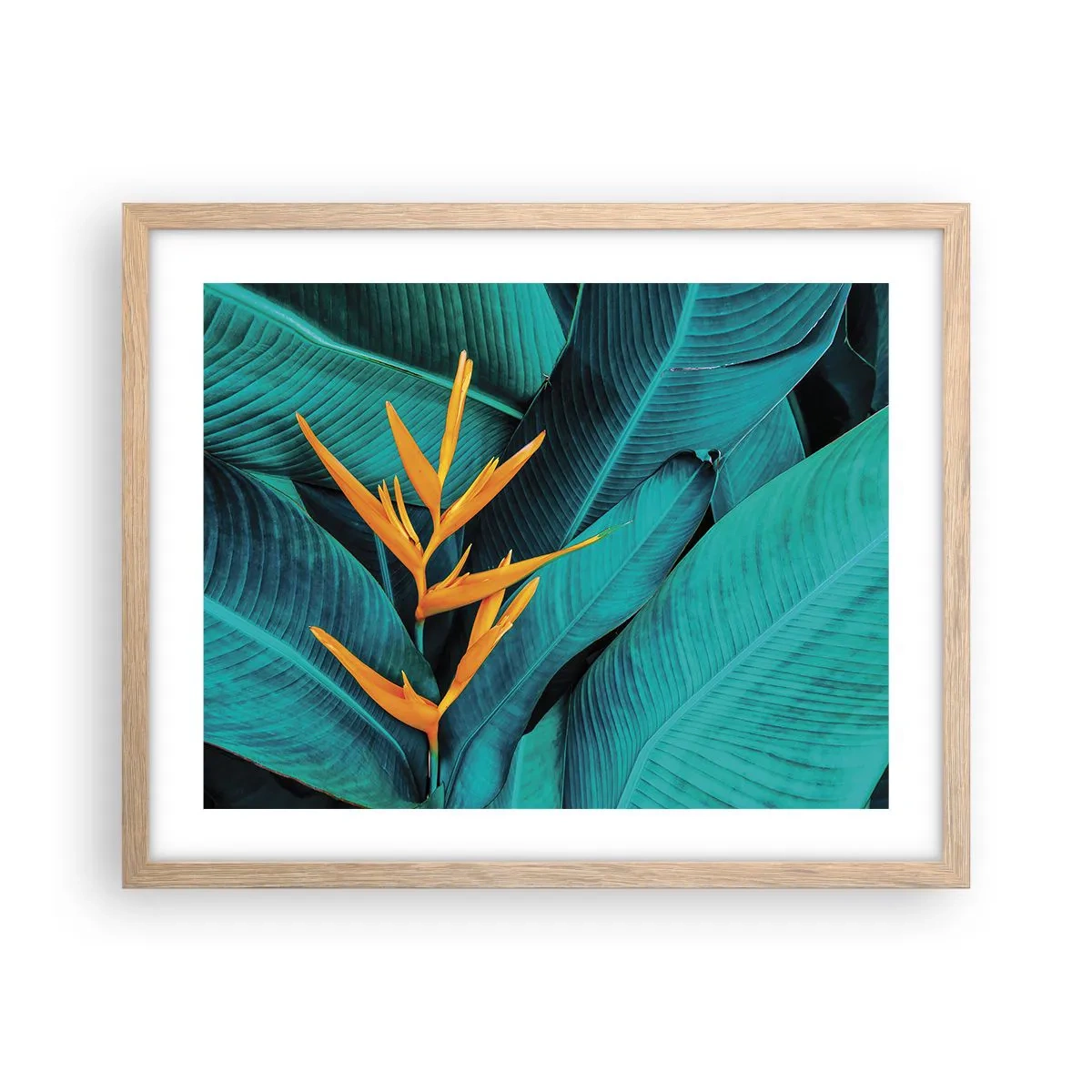 Plakát v rámu světlý dub - Rajský květ - 50x40 cm