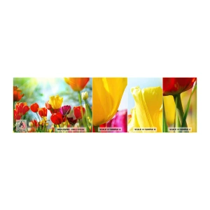 Fototapeta Vzorek Standard Eco - Všechny barvy slunce - tulipány, Květiny, Louka - 100x30 cm
