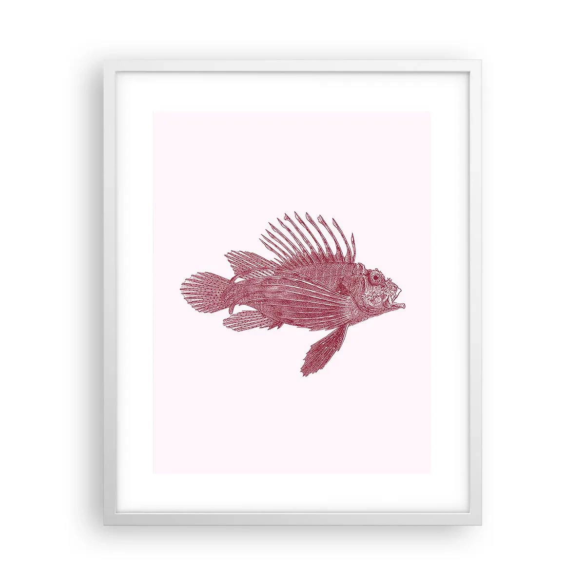 Plakát v bílém rámu - Obyvatelka exotických vod - 40x50 cm