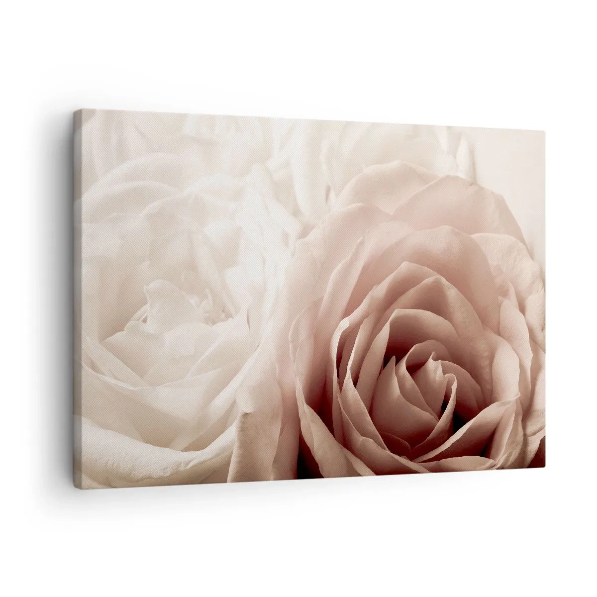 Obraz na plátně - Jemné růže v pastelových odstínech béžové - 70x50cm - V srdci růže - Moderní nástěnná dekorace do obývacího pokoje a ložnice ARTTOR