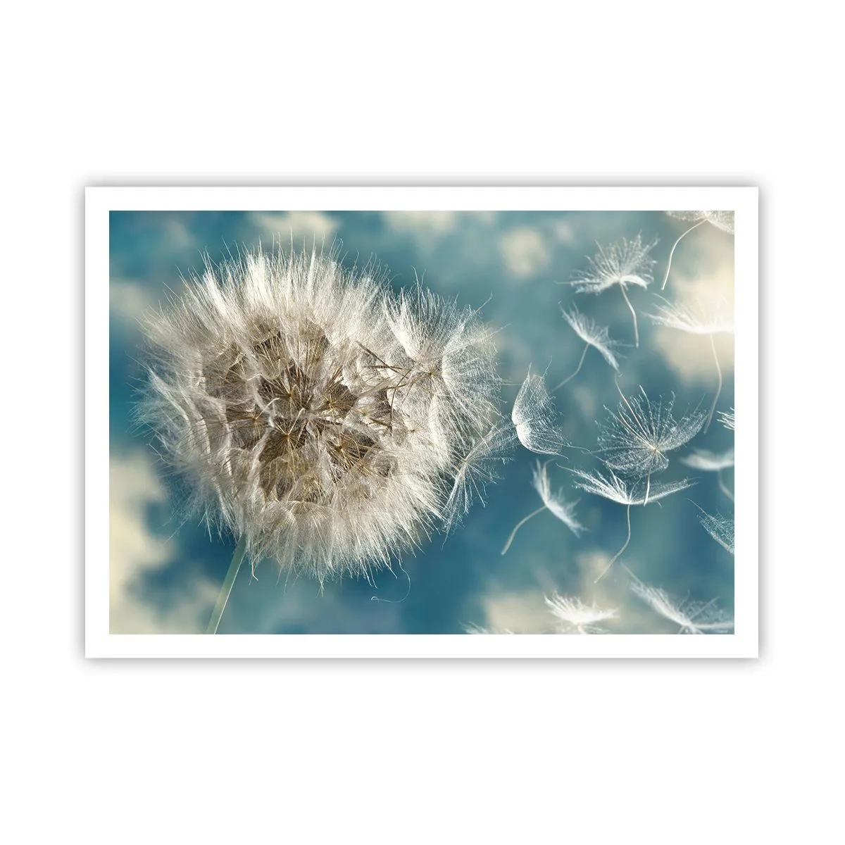 Plakát - Dech anděla - 100x70 cm