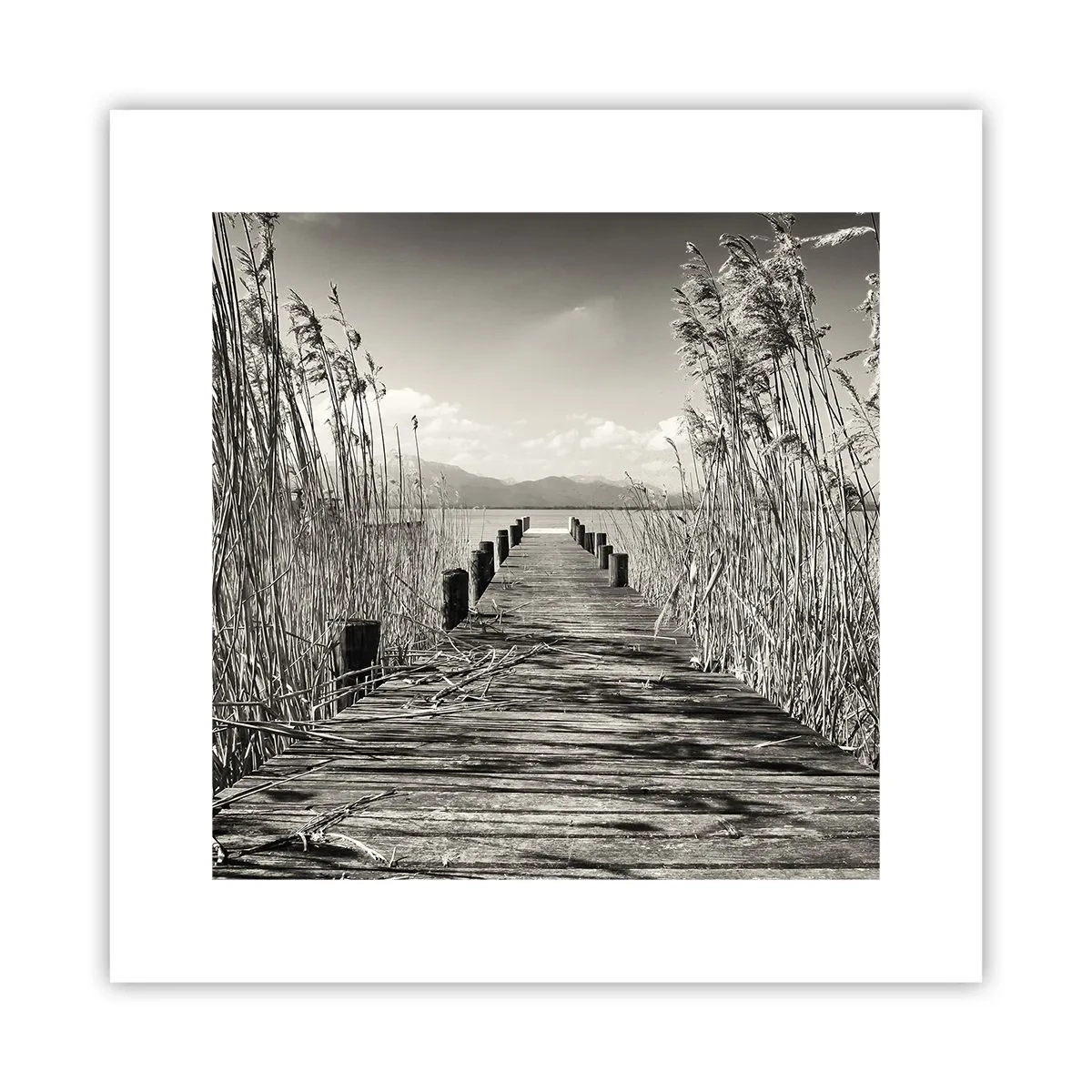 Plakát - V ústraní travin - 30x30 cm