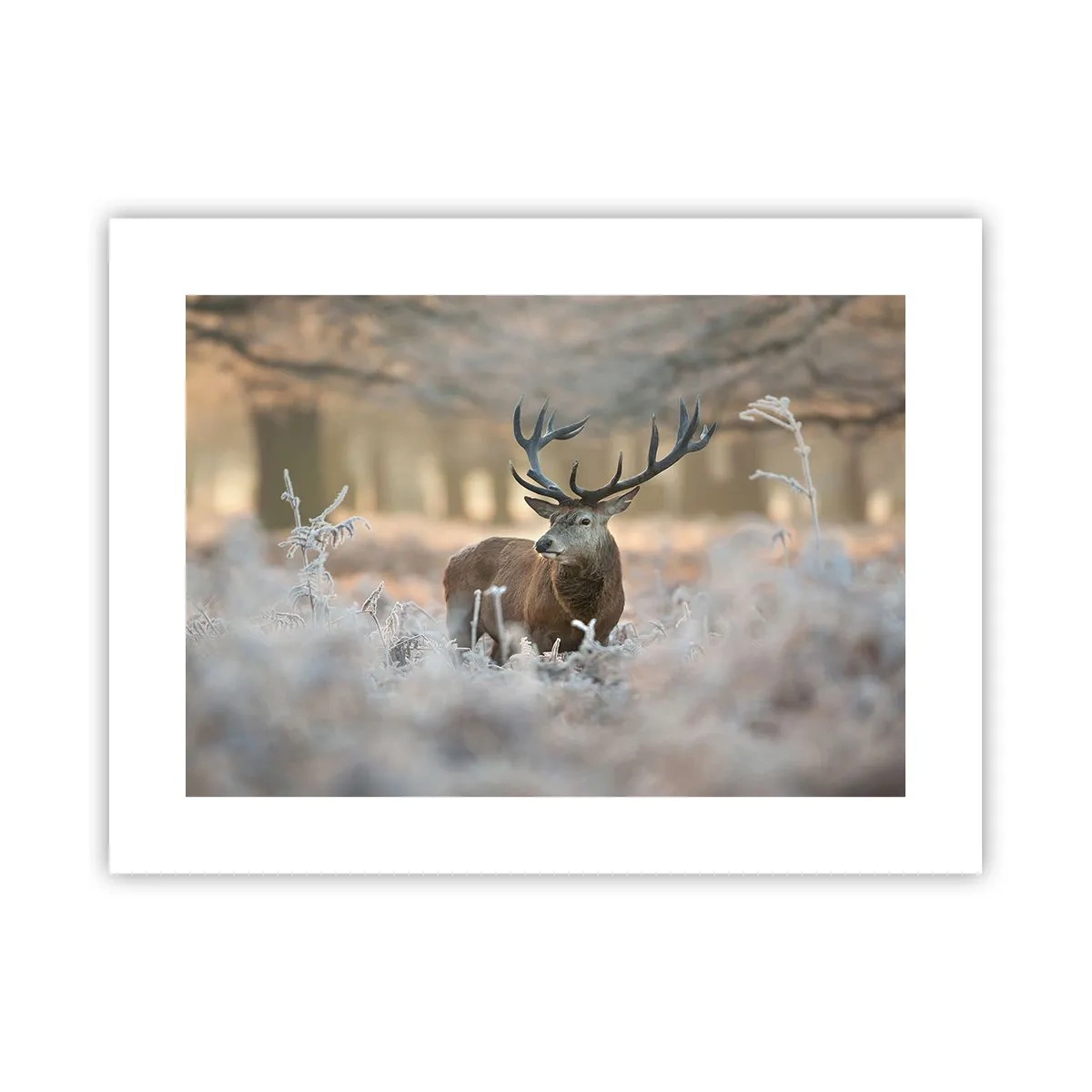 Plakát - Svěží ráno - 40x30 cm