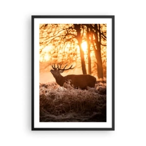 Plakát v černém rámu - Jelen v paprscích vycházejícího slunce na pozadí lesa - 50x70cm - Sen myslivce - Moderní nástěnná dekorace do obývacího pokoje a ložnice ARTTOR